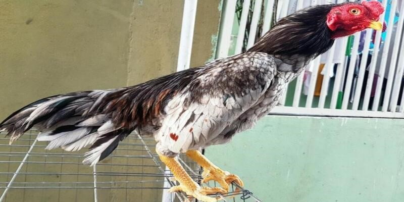 Cơ hội đổi đời nếu sở hữu một con gà Asil háu chiến